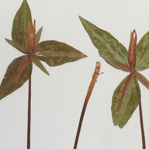 变态强奸美女视频网站
